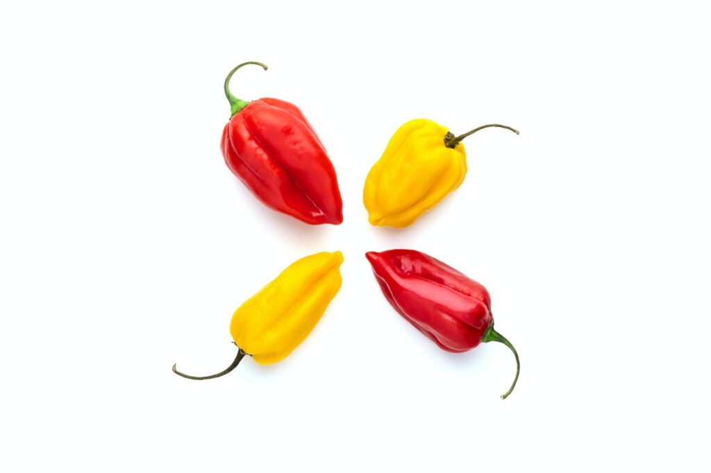 Habanero hot chili peppers sobre fondo blanco.