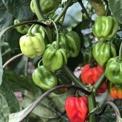 Planta de pimientos scotch bonnet rojos de sembradío empresa Rociani