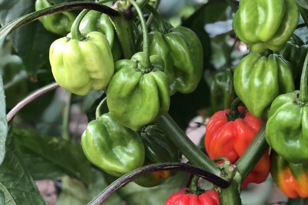 Planta de pimientos scotch bonnet rojos de sembradío empresa Rociani