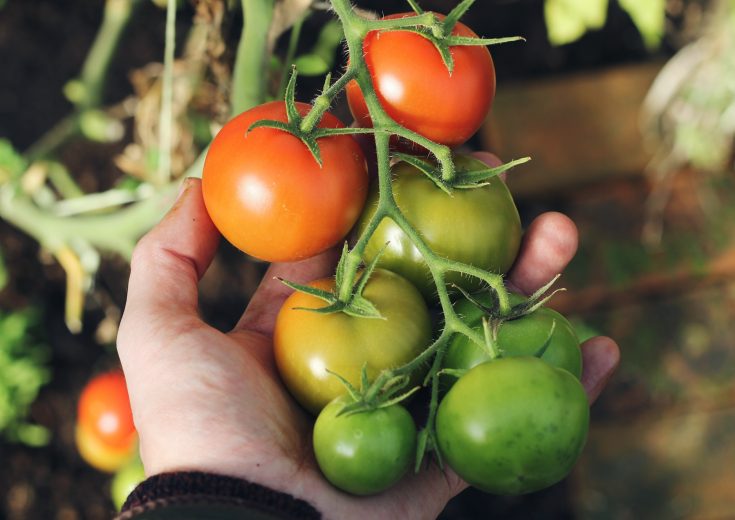 Foto de mano sosteniendo tomate en rama