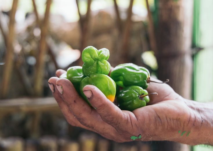 Manos de un hombre que sostiene el chile Habanero